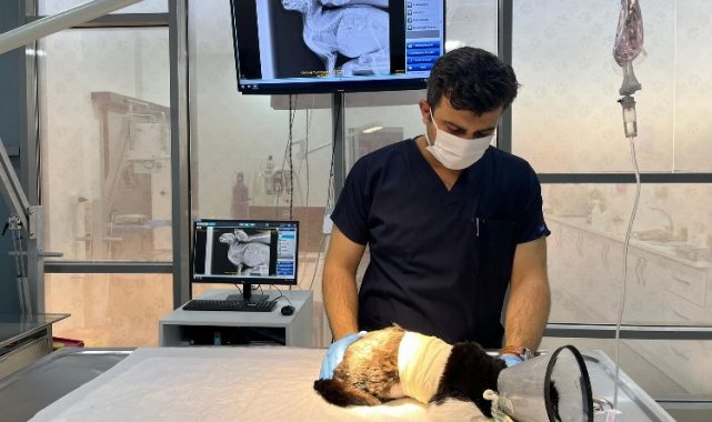 Olta iğnesi yutan kediye Balıkesir Büyükşehir'den yardım