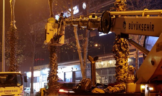 Sakarya'nın süsü palmiyeler kışa hazır