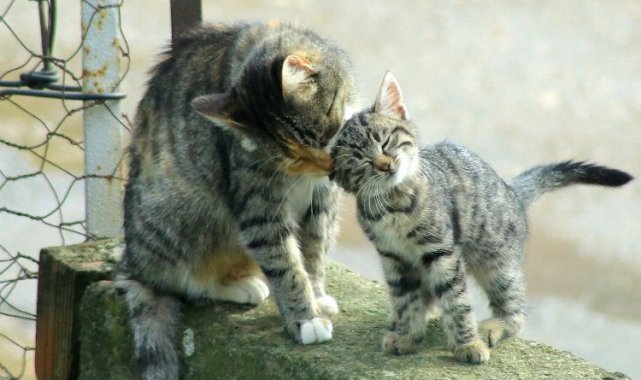 Yenişehir'de kedi ailesinin sabah bakımı