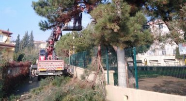 Dilovası'nda ağaçlara bakım
