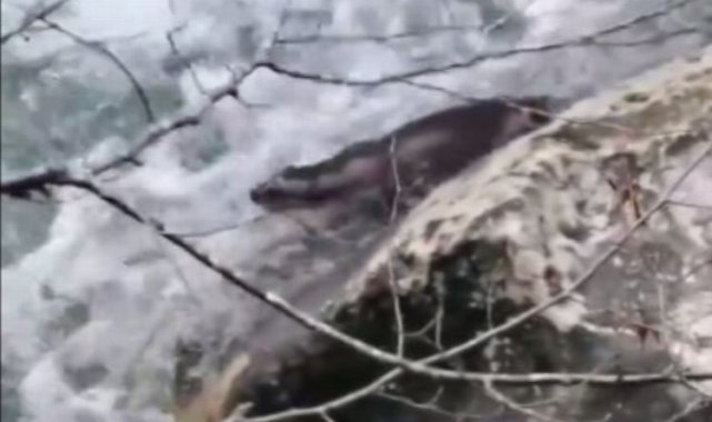 Kastamonu'da su samuru kayıt altına alındı