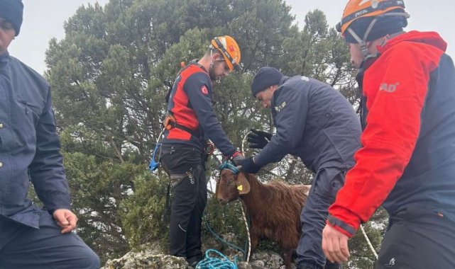 Kayalıklarda mahsur kalan hayvanı Jandarma ve AFAD ekipleri kurtardı