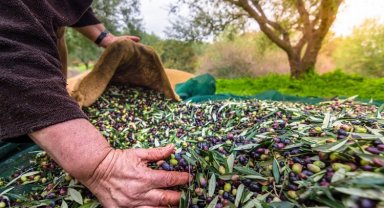 Türk zeytinini en çok Almanlar, Iraklılar ve Romanyalılar tüketti