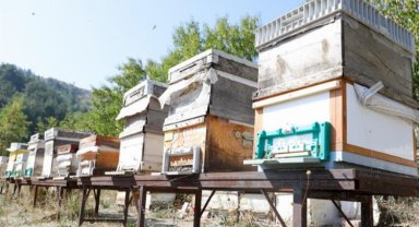 Bursa İnegöl arıcılık ve balda da marka olacak... Karaçalı'na coğrafi işaret alınacak