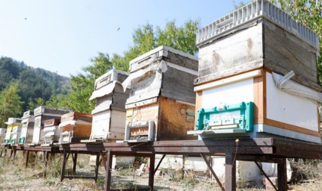 Bursa İnegöl arıcılık ve balda da marka olacak... Karaçalı'na coğrafi işaret alınacak