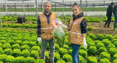 Bursa'da yaprağı yenen sebzelerde pestisit kontrolü