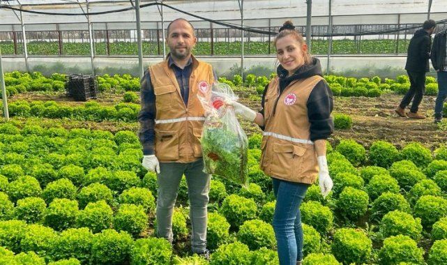 Bursa'da yaprağı yenen sebzelerde pestisit kontrolü