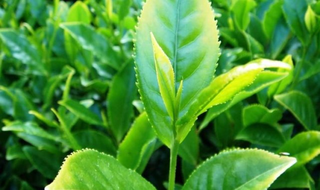 Çay üreticilerine destek ödemeleri yapılıyor