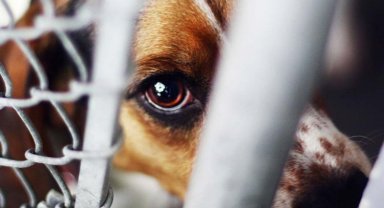 Hayvana şiddet vicdanı zedeliyor!