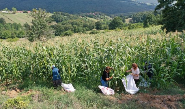 Kocaeli'de atıl arazileri tarıma kazandırıyor