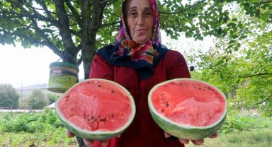 Kocaeli'de üreticilere karpuz tohumu desteği