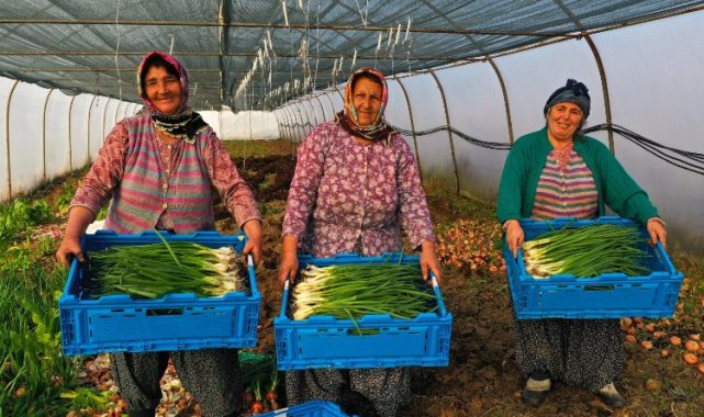 Kocaeli'de yüzde 50 hibeli modern sera desteği