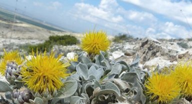 Bakan Yumaklı'dan kuraklığa dayanıklı bitki kullanımı için çağrı