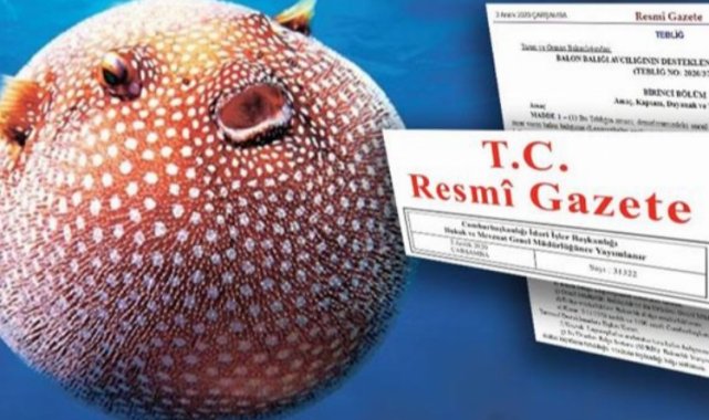 Balon balığı avlayanlara destek!