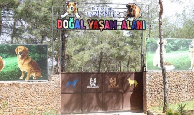 Gaziantep Büyükşehir, sokak hayvanlarına sahip çıkıyor