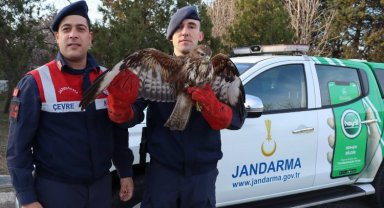 Meriç'te yaralı şahini kurtarma operasyonu