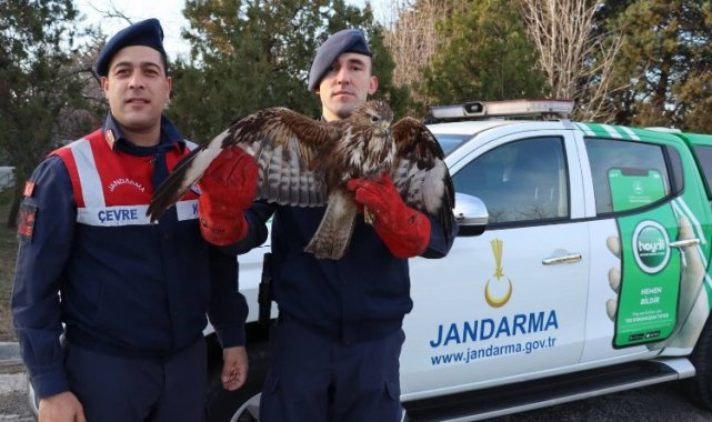 Meriç'te yaralı şahini kurtarma operasyonu