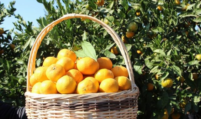 Narenciyeden 'yeşillenme' ile mücadele çağrısı