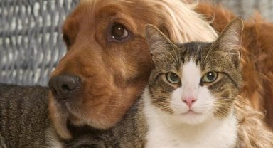 Evcil hayvanlarla evi doldurmak hastalık!