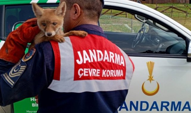 Jandarma, ailesinden ayrı yavru tilkiyi doğaya kavuşturdu