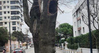 Kadıköy'de hasta ağaçların yerine yenileri dikilecek