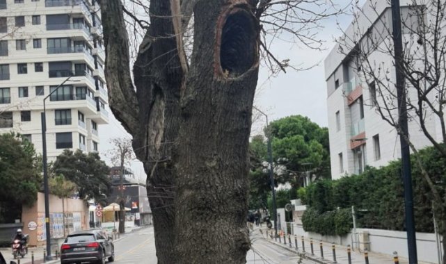 Kadıköy'de hasta ağaçların yerine yenileri dikilecek