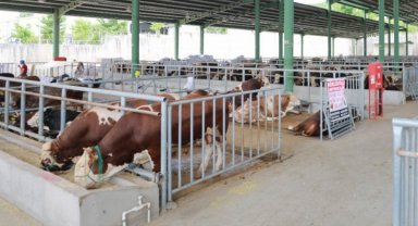 Kocaeli'de kurban satışı için ön kayıtlar başladı