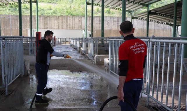 Modern Hayvan Pazarı, Kurban Bayramı'na hazırlanıyor