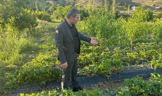 Sason Belediye Başkanı Demir, dolu yağışının vurduğu Çilek tarlalarını gezdi