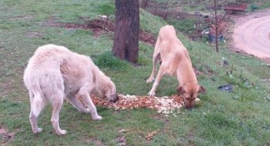 Yenişehir'de can dostlar için projeler ortak akıl ile devrede