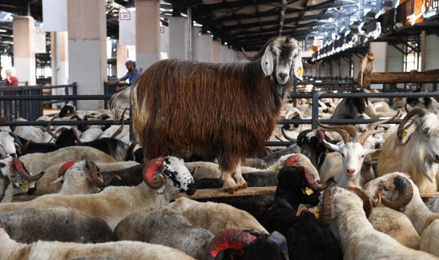 Bursa Osmangazi'de kurban kesim noktaları belli oldu