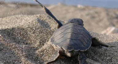 Caretta Caretta'lara hayat oluyorlar