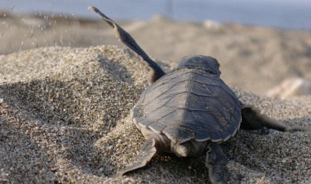 Caretta Caretta'lara hayat oluyorlar