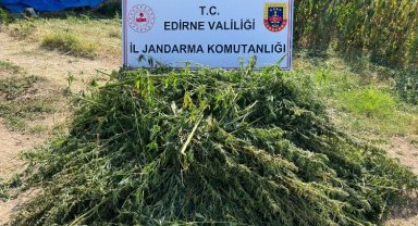 Edirne'de kaçak kenevir tarlası ele geçirildi