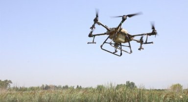 Hatay'da droneli ilaçlama başladı