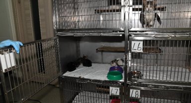 İzmir Karabağlar yangın için seferber oldu