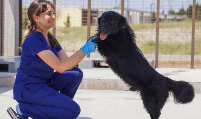 İzmir'deki barınaklardan 500 köpek sahiplendirildi