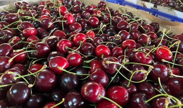 Keles Kirazı hasadı başladı! İşte ihracat fiyatı...