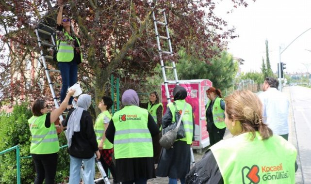 Kocaeli göüllüleri dalından toplayarak sevgilerini de kattılar