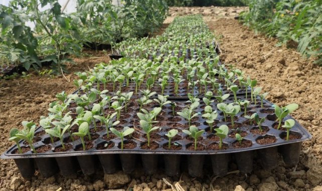 Kocaeli'de atıl arazilerde karpuz yetişecek... Karpuz tohumları toprakla buluştu