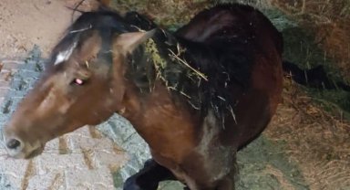 Manisa'da yılkı atı tedavi sonrası yeniden doğal yaşamda