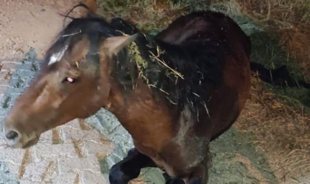 Manisa'da yılkı atı tedavi sonrası yeniden doğal yaşamda