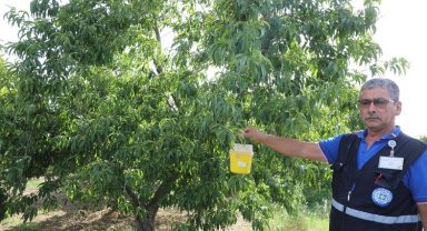 Narenciye ihracatına Muğla Büyükşehir desteği