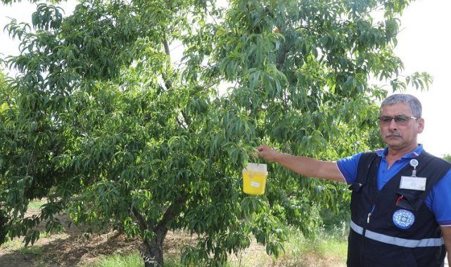 Narenciye ihracatına Muğla Büyükşehir desteği