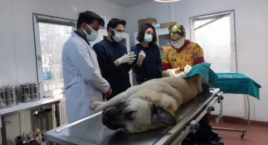 Osmangazi'den hem toplumu hem de hayvanları koruyan çalışma