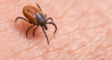 Sivas'ta kene vakaları artıyor... Dikkat!