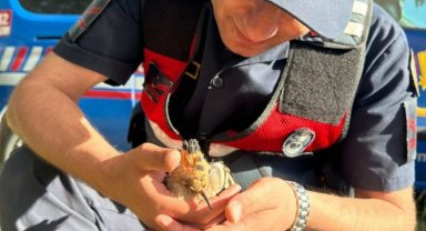 Susuz kalan ibibiğe Jandarma şefkati