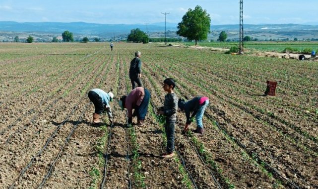 Tarım işçisi çocuklar için acil çözümler üretilmeli