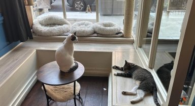 ABD'de kedi sevmeyi özleyenlerin adresi