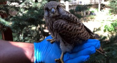 Bitkin halde bulunan atmaca yavrusu Bingöl'de tedavi altında